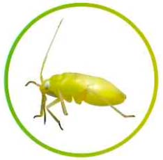 アザミウマなど害虫イメージ