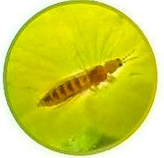 アブラムシなど害虫イメージ