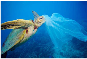 海洋プラスチックごみの問題