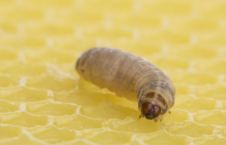 プラスチックを食べる虫（ワックスワーム）